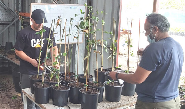 Volunteers propagating indigenous seedlings at nursery tables